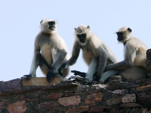 Drei Affen auf einer Mauer